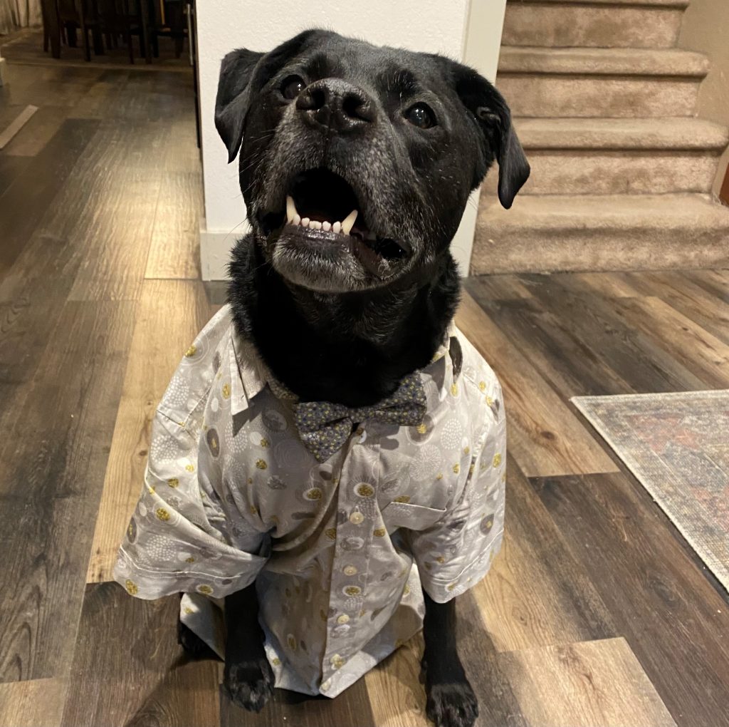 Major, the North Town Insurance office dog